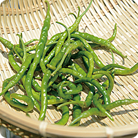 ひもとうがらし