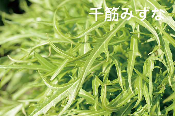 千筋みずな