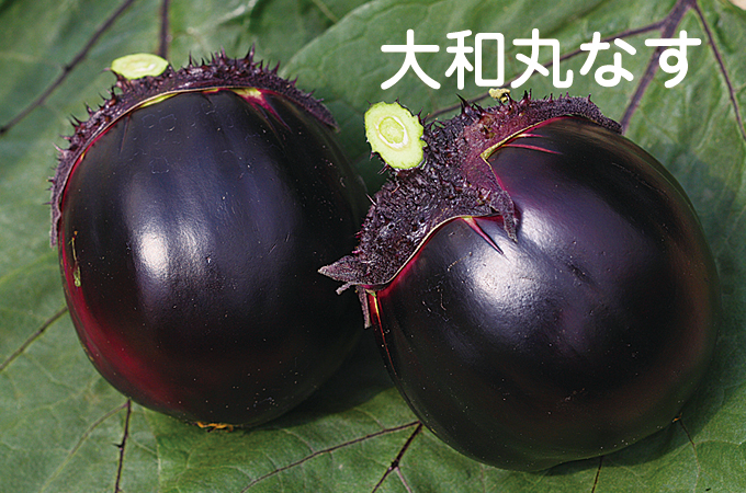 大和丸なす