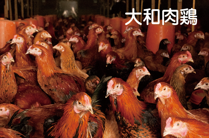 大和肉鶏