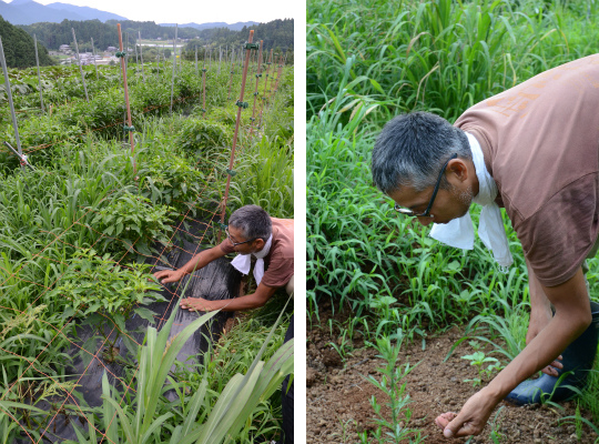 農業生産法人 株式会社グリーンワーム21